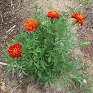 赤とオレンジの花を咲かせたマリーゴールドの株全体の写真｜畑に育つ夏の花