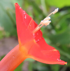 マルバルコウの花を横向きに接写した写真。赤橙色の筒状花が斜めに開き、花口から白い雄しべが2本伸びている。花弁の表面には細かな花粉が点在し、背景は緑がやわらかくぼけた構図。