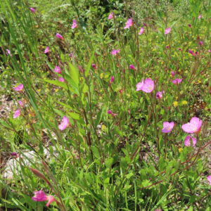 日なたに群生するユウゲショウの花を広角でとらえた自然風景の写真