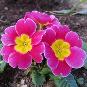 プリムラの春を告げる花を撮影した花写真