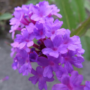 シュッコンバーベナの紫色の花が密集して咲く春の無料接写写真