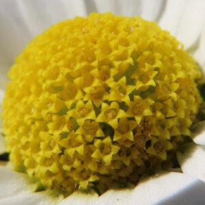 ノースポールの北極の雪を思わせる白い小菊を撮影した花写真