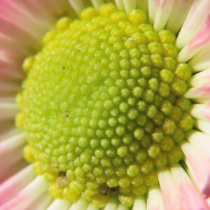 デイジーの太陽の目と呼ばれた花を撮影した花写真