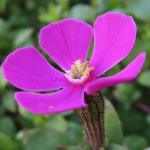 ツルコザクラの花を斜め上から撮影した写真。ピンク色の五枚の花弁が広がり、中心の黄色い雄しべと白い花筒が見える。