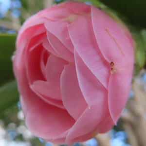 薄紅色のツバキが花弁を重ねてふっくらと咲き始める姿を下から撮影したクローズアップ写真