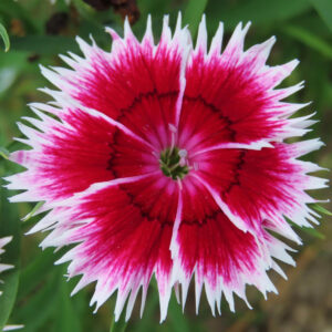 ナデシコの秋の七草を撮影した花写真