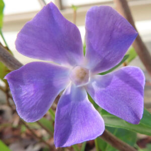ツルニチニチソウの紫の蔓花を撮影した花写真