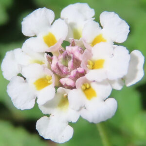 クラピアの白い花の接写写真｜中心に黄色と淡いピンクの蕾が見える構図