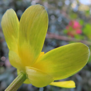 ヒメリュウキンカの黄金色の春花を撮るポイントを撮影した花写真