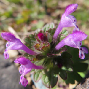 ホトケノザの仏の座に似た葉の春野草を撮影した花写真