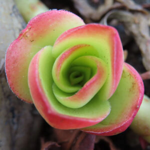 明るい緑から赤へ色づくロゼット状の葉が美しいヒマツリの多肉植物クローズアップ写真