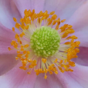 シュウメイギク（秋明菊）の花芯を真正面から捉えたマクロ写真。黄橙色の雄しべが放射状に広がり、中央の黄緑色の雌しべと淡いピンクの花びらが柔らかく写っている。