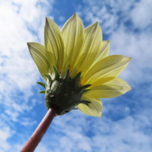 青空を背景に、下から見上げた淡黄色のガザニアの花を写した写真