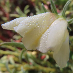 白いマツバボタンの花びらに朝露が光る接写の一枚