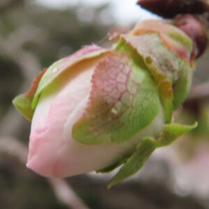 ジュウガツザクラ（十月桜）の淡いピンク色の花芽を横向き構図で接写した写真。緑の萼と赤みを帯びた幼葉が花芽を包み込み、葉脈の質感や水滴がはっきり見える背景ぼけの構図。