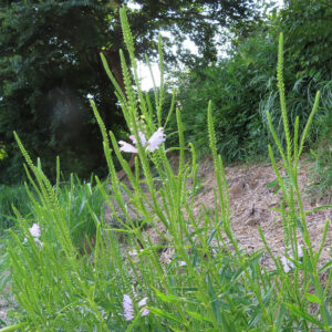 河川敷に自生するハナトラノオの群生と淡いピンク色の花