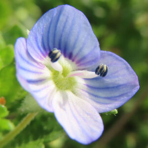 オオイヌノフグリの星の瞳と呼ばれる青い春花を撮影した花写真