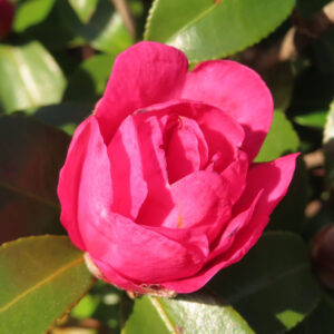 サザンカの花を正面から捉えた接写写真。鮮やかなピンク色の花弁が幾重にも重なり、開花途中の立体感が際立ち、周囲には艶のある緑の葉が自然光を受けて写り込んでいる構図。
