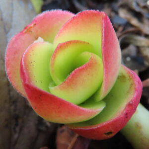 緑から赤へと色づいたロゼット状の葉が美しいヒマツリの多肉植物をクローズアップ撮影した写真
