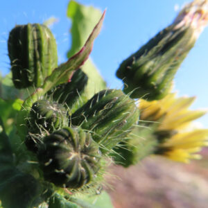 ノゲシのタンポポ似の黄花を撮影した花写真