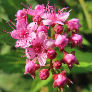 開き始めた淡いピンクのシモツケの花と未開花の濃いピンクの蕾を同時に接写した写真｜星形の萼片が鮮明に見える段階
