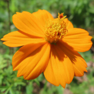 キバナコスモスの花をクローズアップで撮影した写真｜鮮やかなオレンジ色の花びらと中央の黄色い花芯