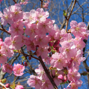 青空の下で満開に咲くカワズザクラの花房を接写した写真。濃淡のあるピンク色の花びらが枝いっぱいに広がる春の桜