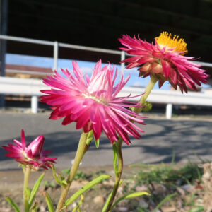 ムギワラギクの帝王貝細工を撮影した花写真