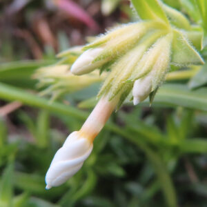 シバザクラの芝のように広がる春の花じゅうたんを撮影した花写真