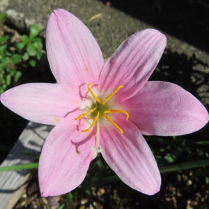 真上から撮影したピンクのサフランモドキの花。鮮やかな雄しべが中央に見える