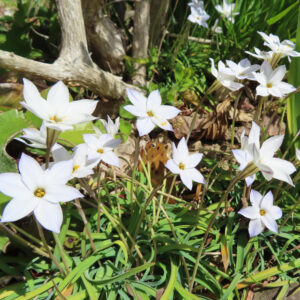 ハナニラの春に咲く星形花を撮影した花写真