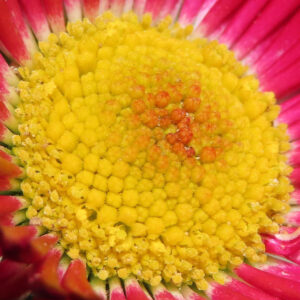 デイジーの太陽の目と呼ばれた花を撮影した花写真