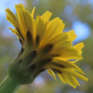 ブタナ（タンポポモドキ）の花を裏側から横向きにクローズアップ撮影した写真。黄色い舌状花が放射状に広がり、緑色の総苞片と黒褐色の先端部がはっきり見え、背景は空色と緑が溶け合う自然なボケで構成されている。
