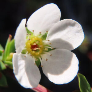 ユキヤナギの雪のような白い小花を撮影した花写真