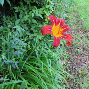 夏草の中に一本咲く赤橙色のノカンゾウの花と周囲の緑