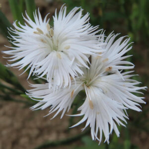 ナデシコの秋の七草を撮影した花写真