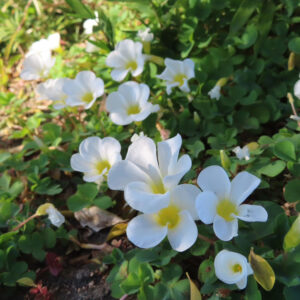 フヨウカタバミの大きな五弁花を撮影した花写真
