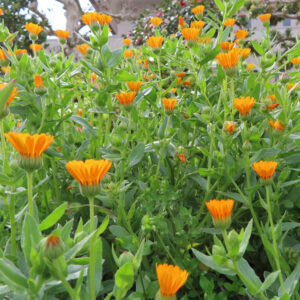 ヒメキンセンカの冬知らずの橙花を撮影した花写真