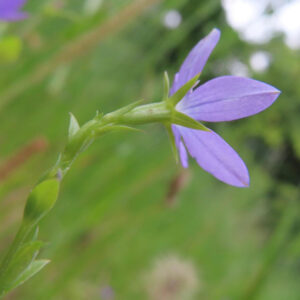 ヒナキキョウソウの紫色の花を横から撮影した写真｜弧を描く茎と細い花弁が特徴的な野草のアップ
