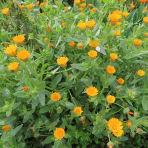 ヒメキンセンカの冬知らずの橙花を撮影した花写真