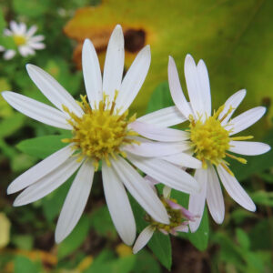 コヨメナの淡紫色の野菊を撮影した花写真