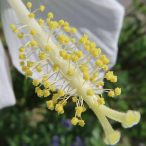 白いモミジアオイの花芯を極端にクローズアップ｜黄色い花粉が密集する雄しべのディテール