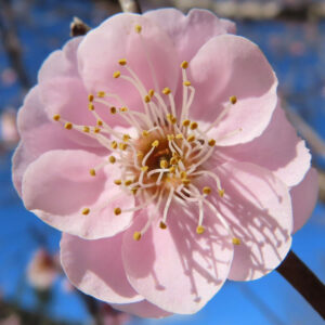 ウメの早春に香る梅を撮影した花写真