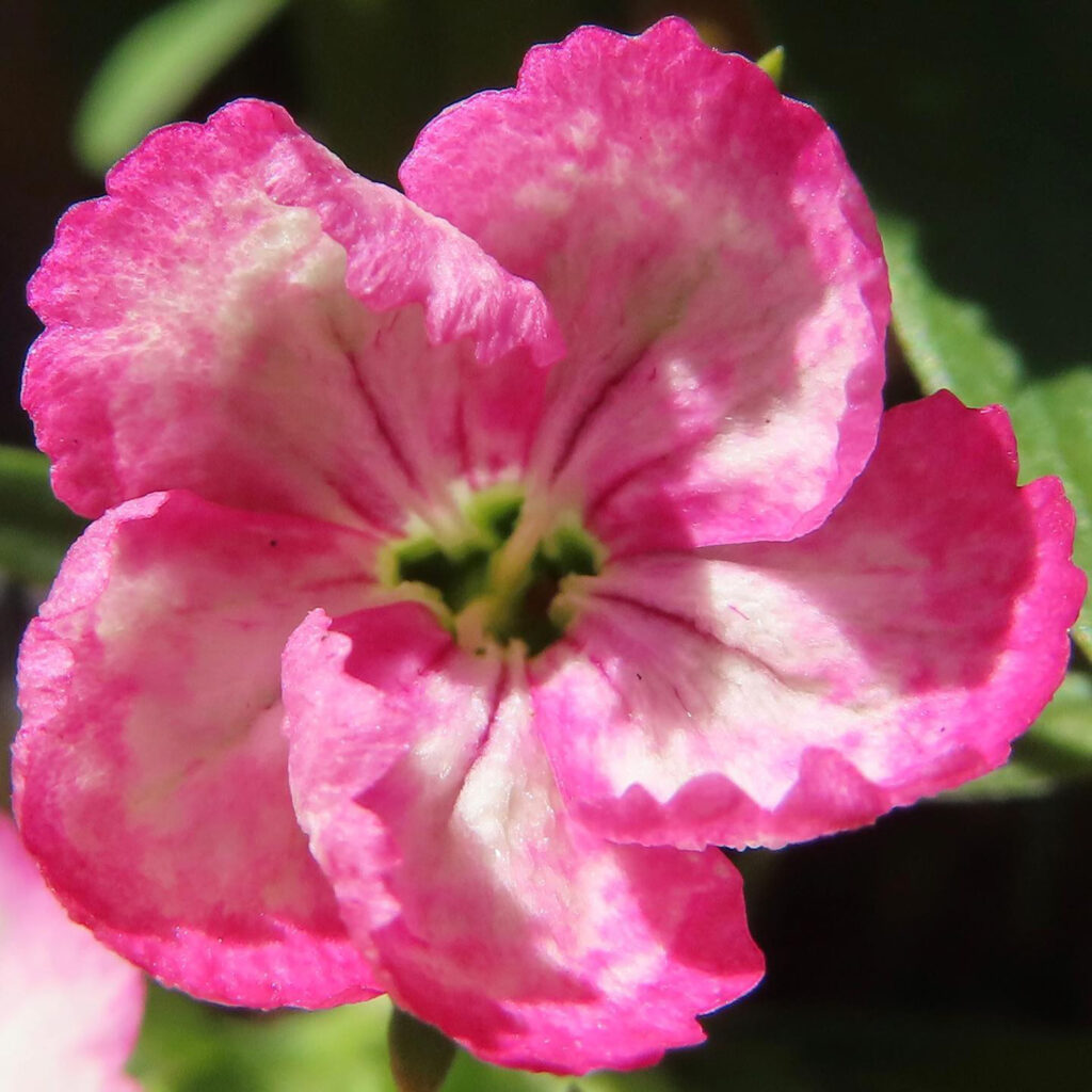 ナデシコがピンク色の花を咲かせています