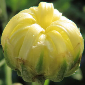 黄色いキクの花芽をクローズアップで捉えた写真。丸く締まった花芽の表面に細かな水滴が付き、淡い光を受けてやわらかく輝いている様子。