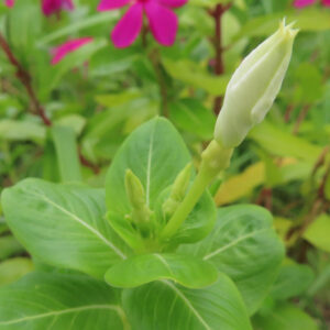 白いつぼみをつけたニチニチソウの新芽と緑の葉の接写写真