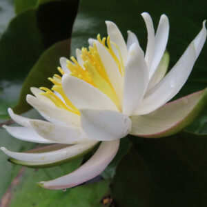 白いスイレンの花を斜め横から撮影した写真。黄色い雄しべと広がる白い花びらが美しく、水滴がついた瑞々しい姿