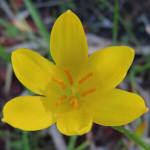 キバナタマスダレの黄色い花を真上から接写したマクロ写真｜鮮やかな雄しべと6枚の花弁が美しい春の花