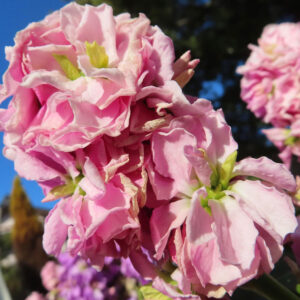 ストックのまっすぐ香る花穂を撮影した花写真