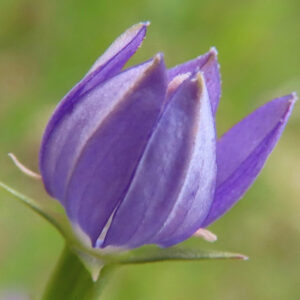 ヒナキキョウソウの紫色のつぼみを接写した写真｜花弁が重なりあう開花直前の姿を捉えた野草のアップ